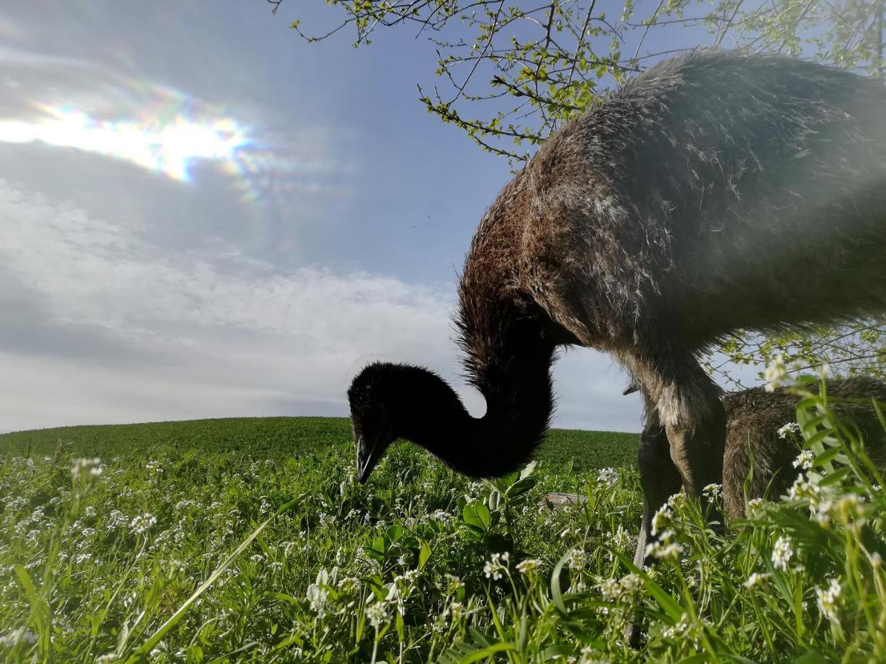 Agriturismo Il Riccio Monticchio  Kültér fotó